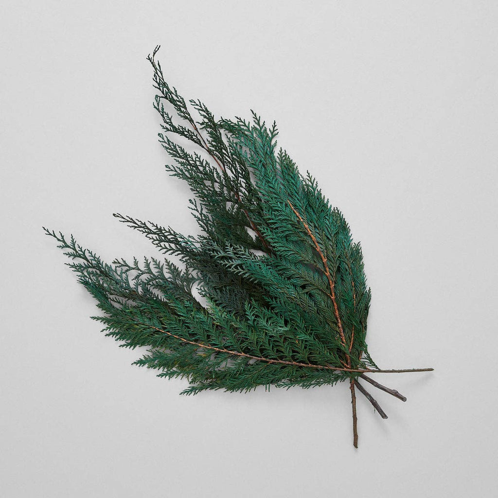 Preserved Cedar
