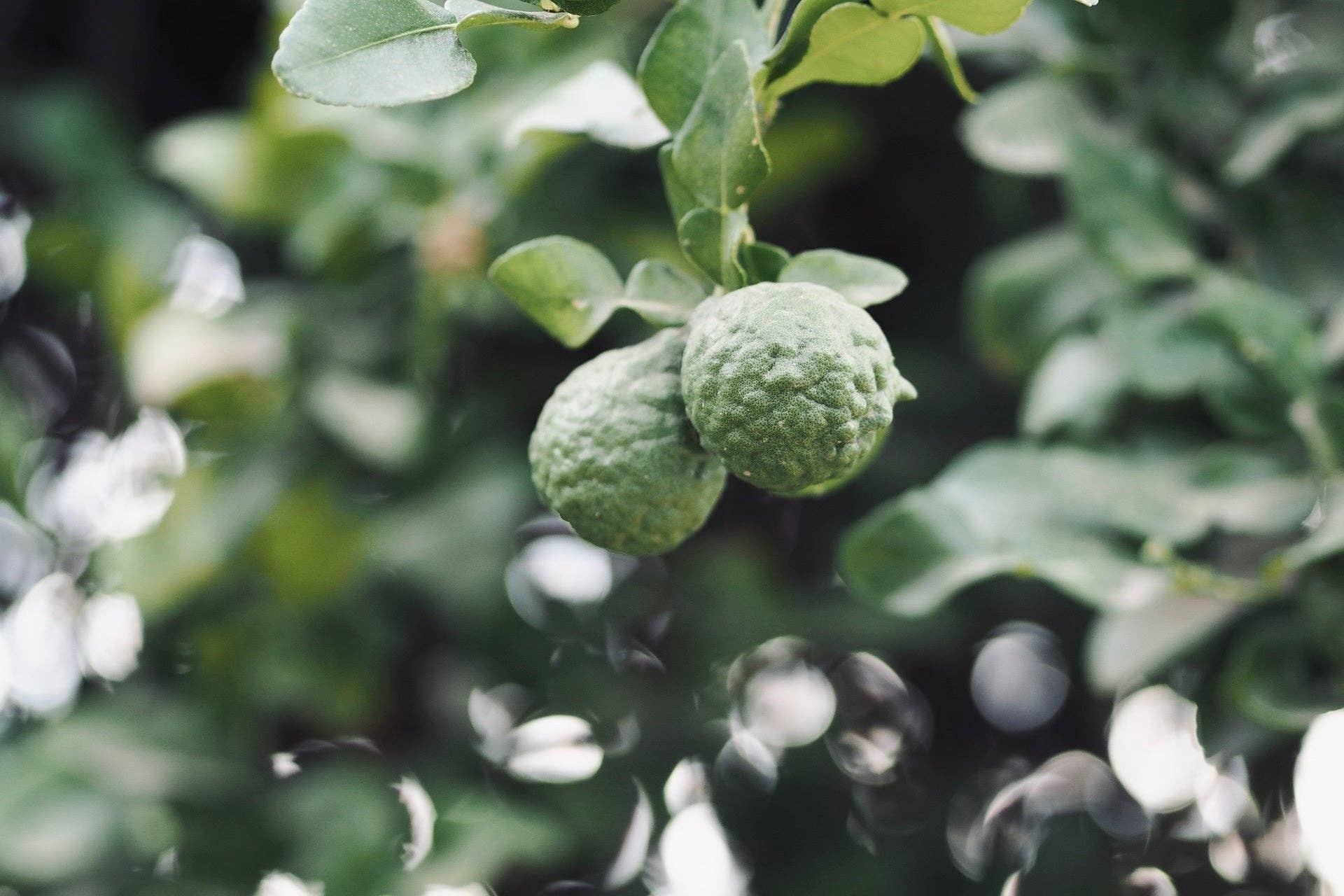 Hinoki Bergamot Hand Lotion