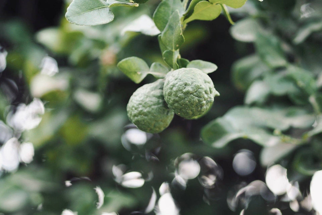 Hinoki Bergamot Hand Wash