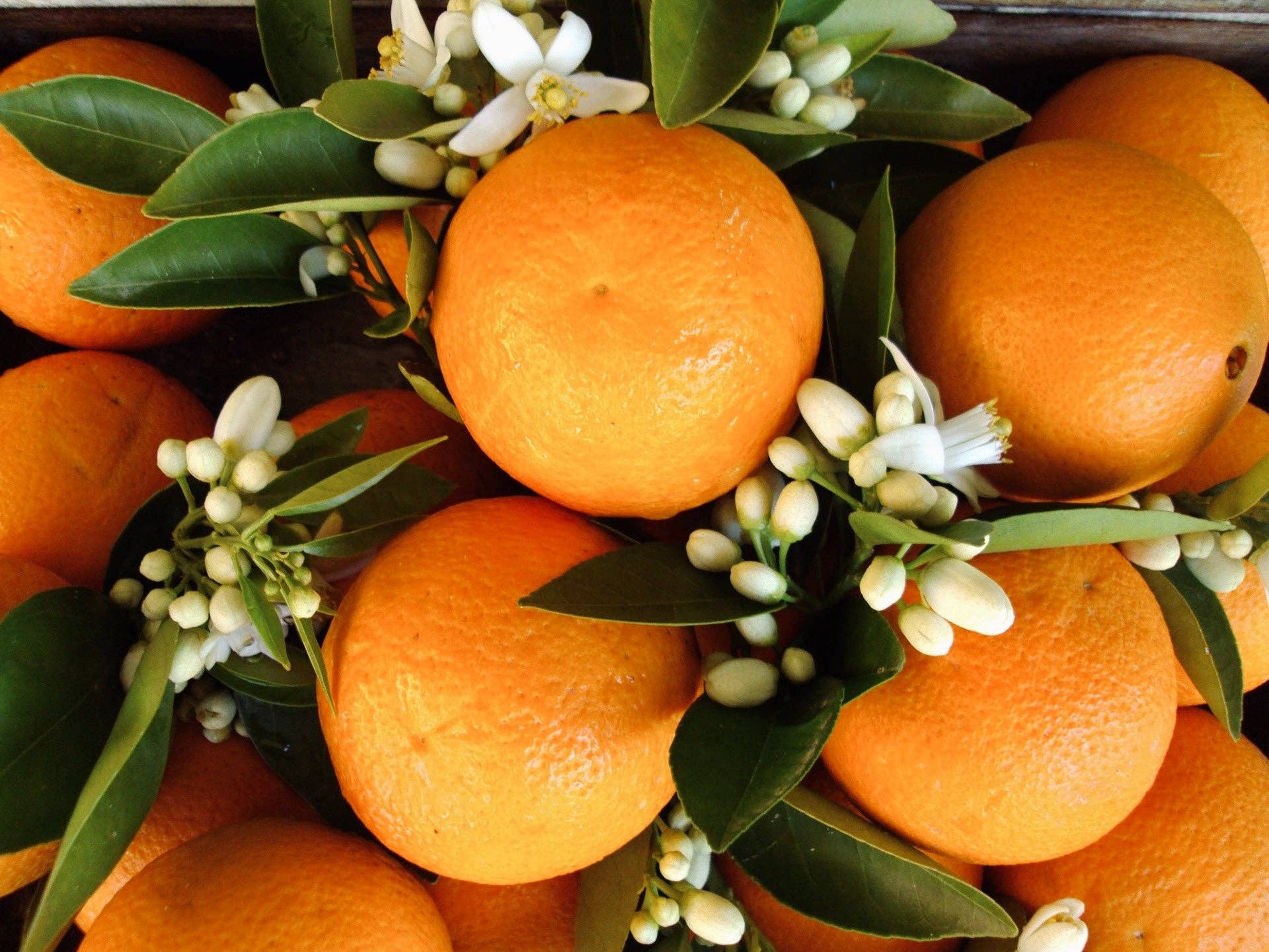 Neroli Basil Candle